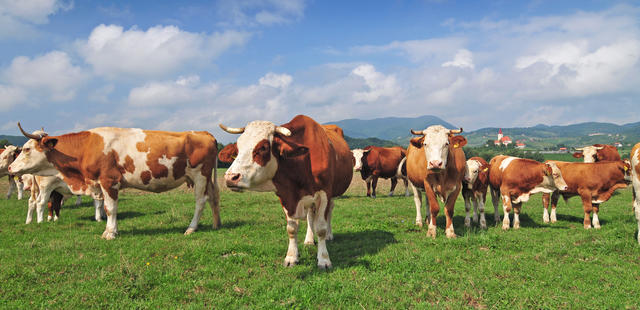Cow herd in a field