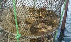 Prégrossissement du naissain d'huître en lanternes